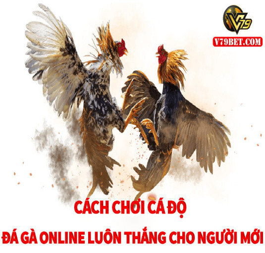 Cách chơi cá độ đá gà online luôn thắng cho người mới