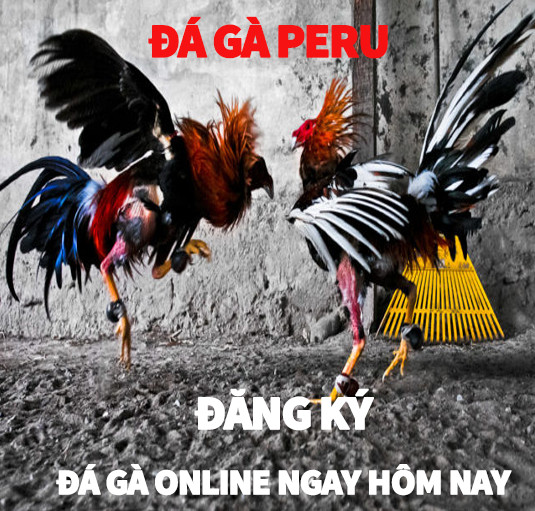 Đá gà Peru – Đăng ký chơi đá gà online ngay hôm nay