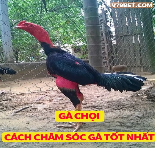 Các loại gà chọi và cách chăm sóc gà chọi tốt nhất